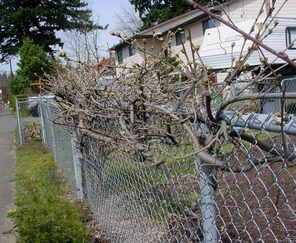 Vine Wisdom - Birds and Blooms