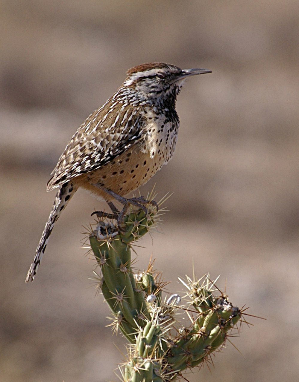 The Cactus Wren - Arizona's State Bird - Birds and Blooms