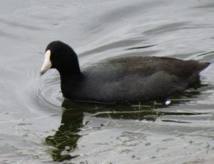 duck bill bird coot ducks water species diving geese memugaa shot close flight could birds birdsandblooms