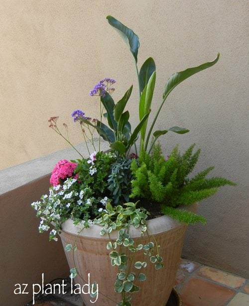 creative-plant-ideas-for-containers-birds-and-blooms