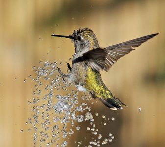 Hummingbird Photos - Birds and Blooms