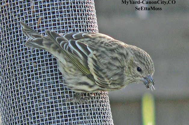 Cornell Lab Is Now Radio Tracking Feeder Birds Birds And Blooms