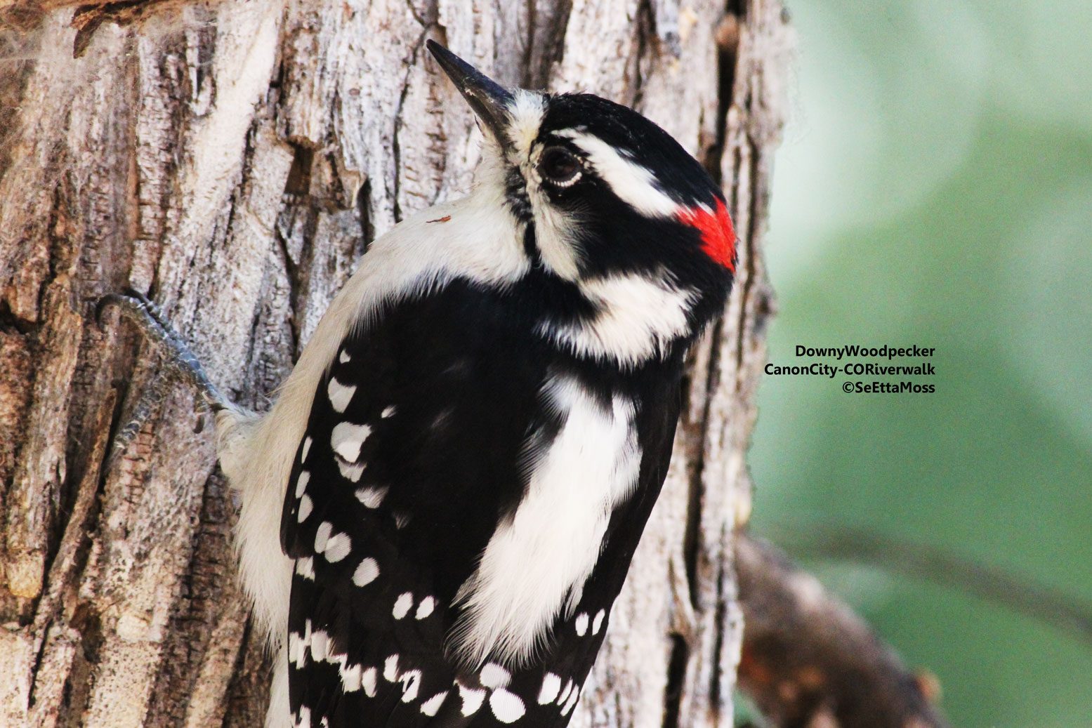 Downy Woodpecker, a yard bird in many areas - Birds and Blooms
