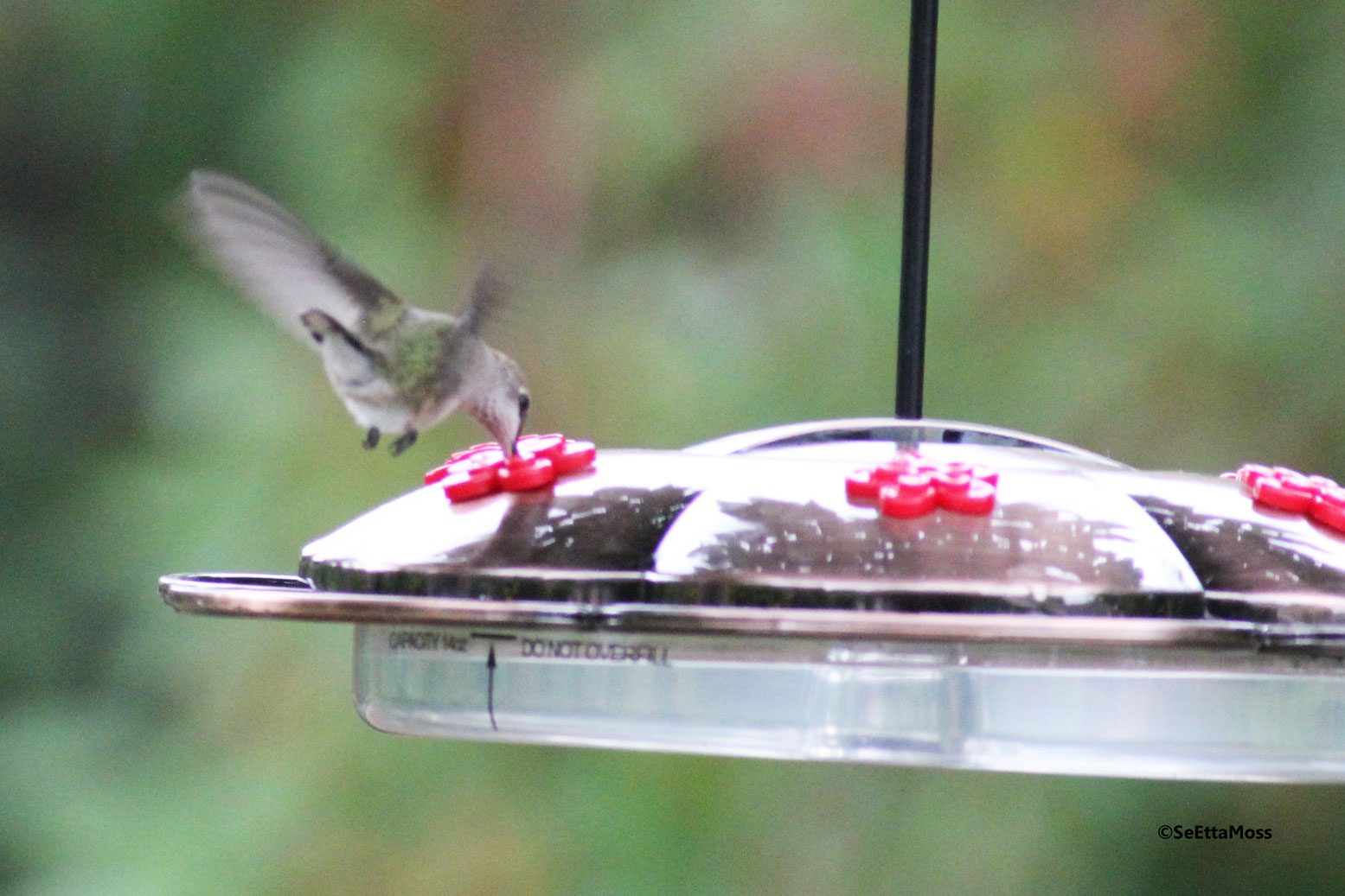 Bee Free Hummingbird Feeding Birds And Blooms