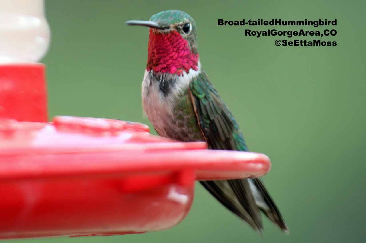 Hummingbirds survive in snow and freezing temps Birds and Blooms