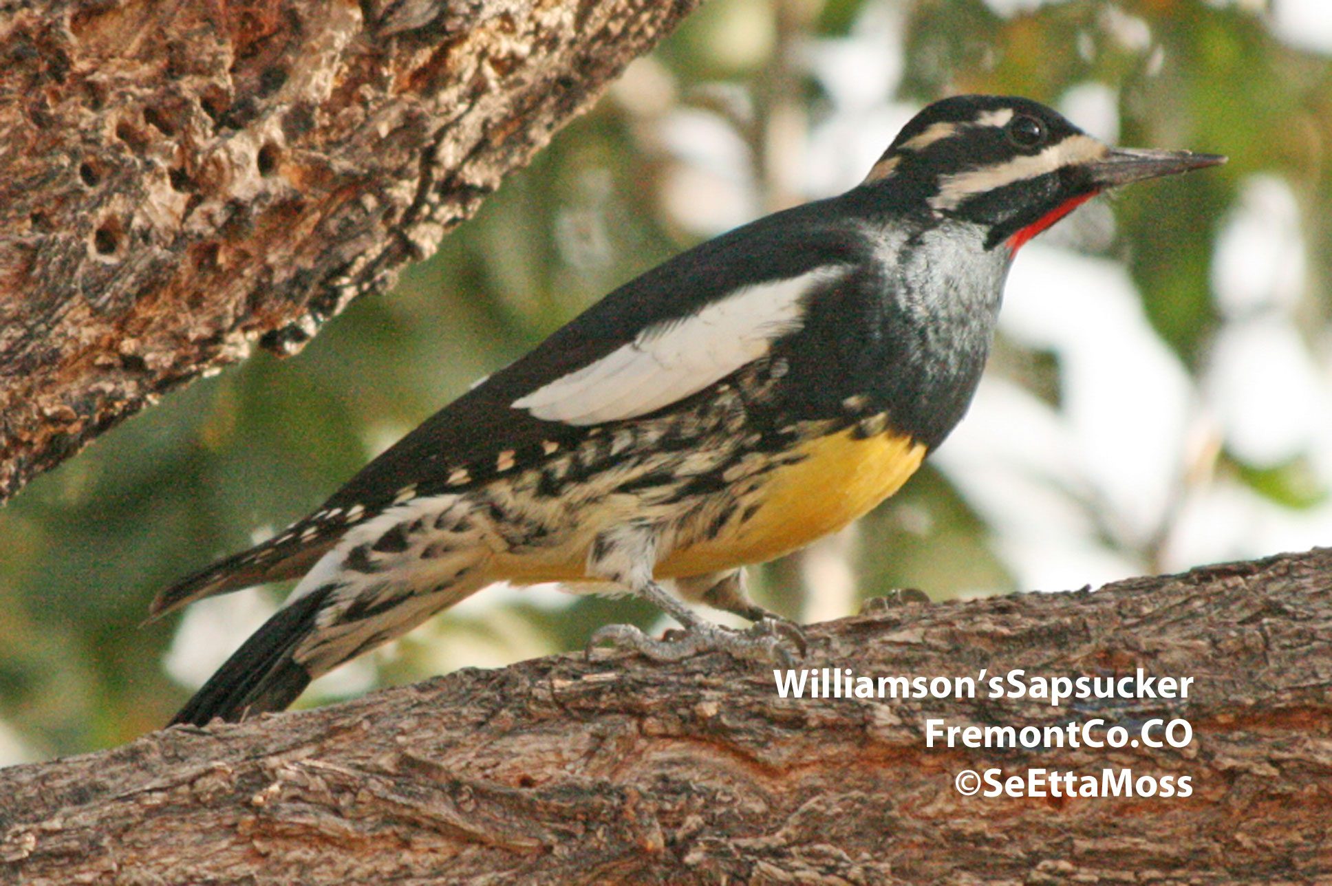 Woodpecker species: Williamson\u002639;s Sapsucker  Birds and Blooms