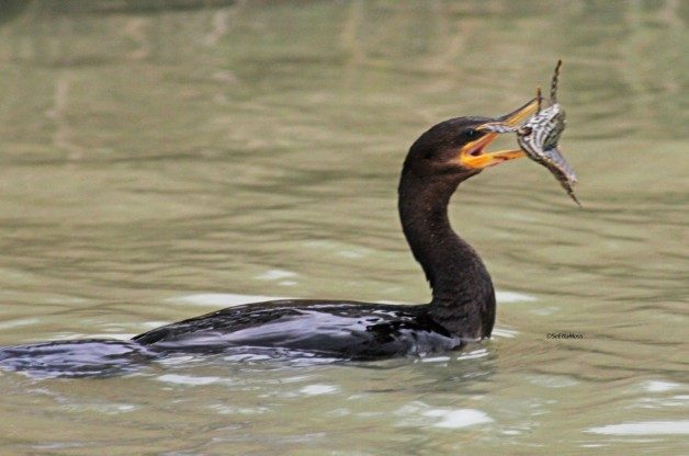 fishing birds of prey