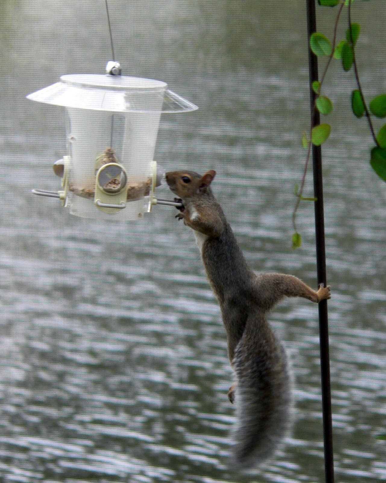 Safflower Seed: A Possible Squirrel Deterrent - Birds and Blooms 