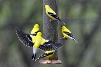 Bully Birds at Feeders - Birds and Blooms