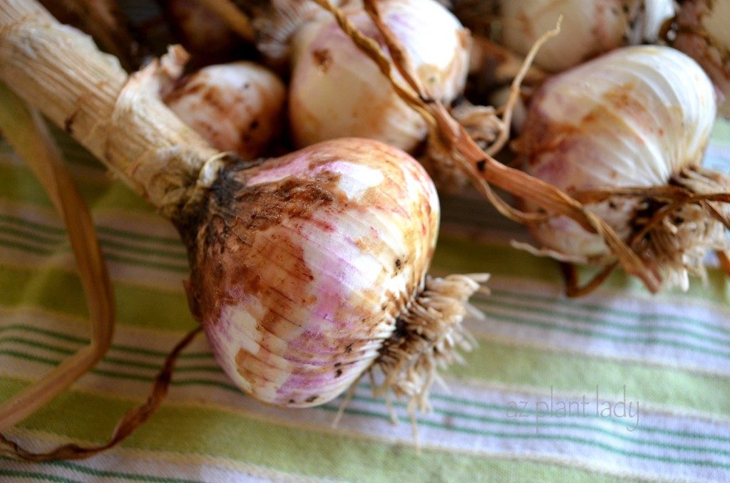 Plant Garlic In Fall To Keep Bad Bugs Away - Birds and Blooms
