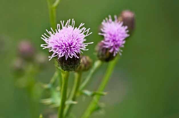 Gardening Basics: Identifying Weeds in Your Garden - Birds and Blooms