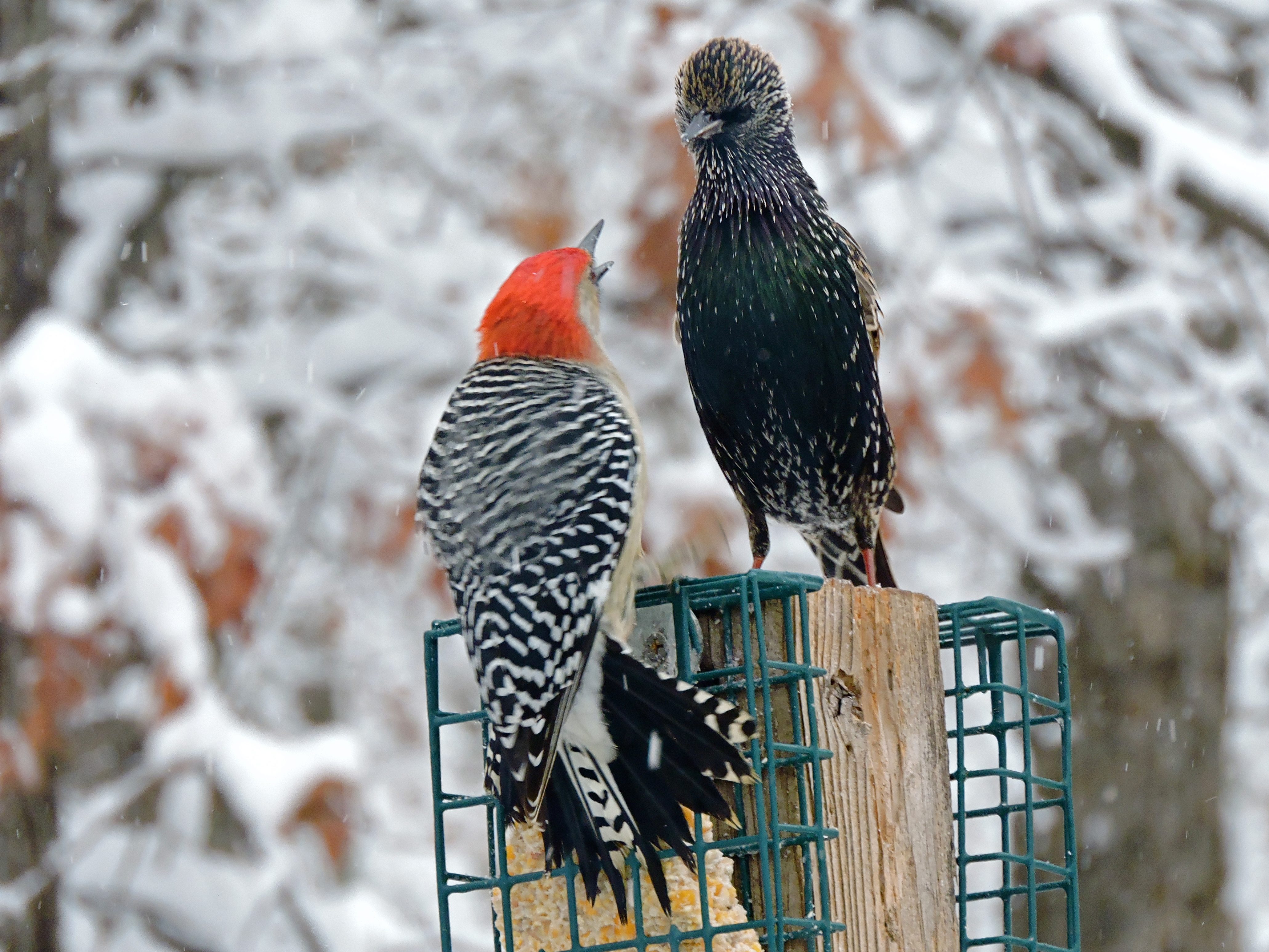 Red-bellied Woodpecker & European Starling - Birds and Blooms