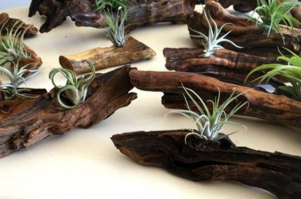 Decorating With Air Plants - DIY Garden Project - Birds and Blooms