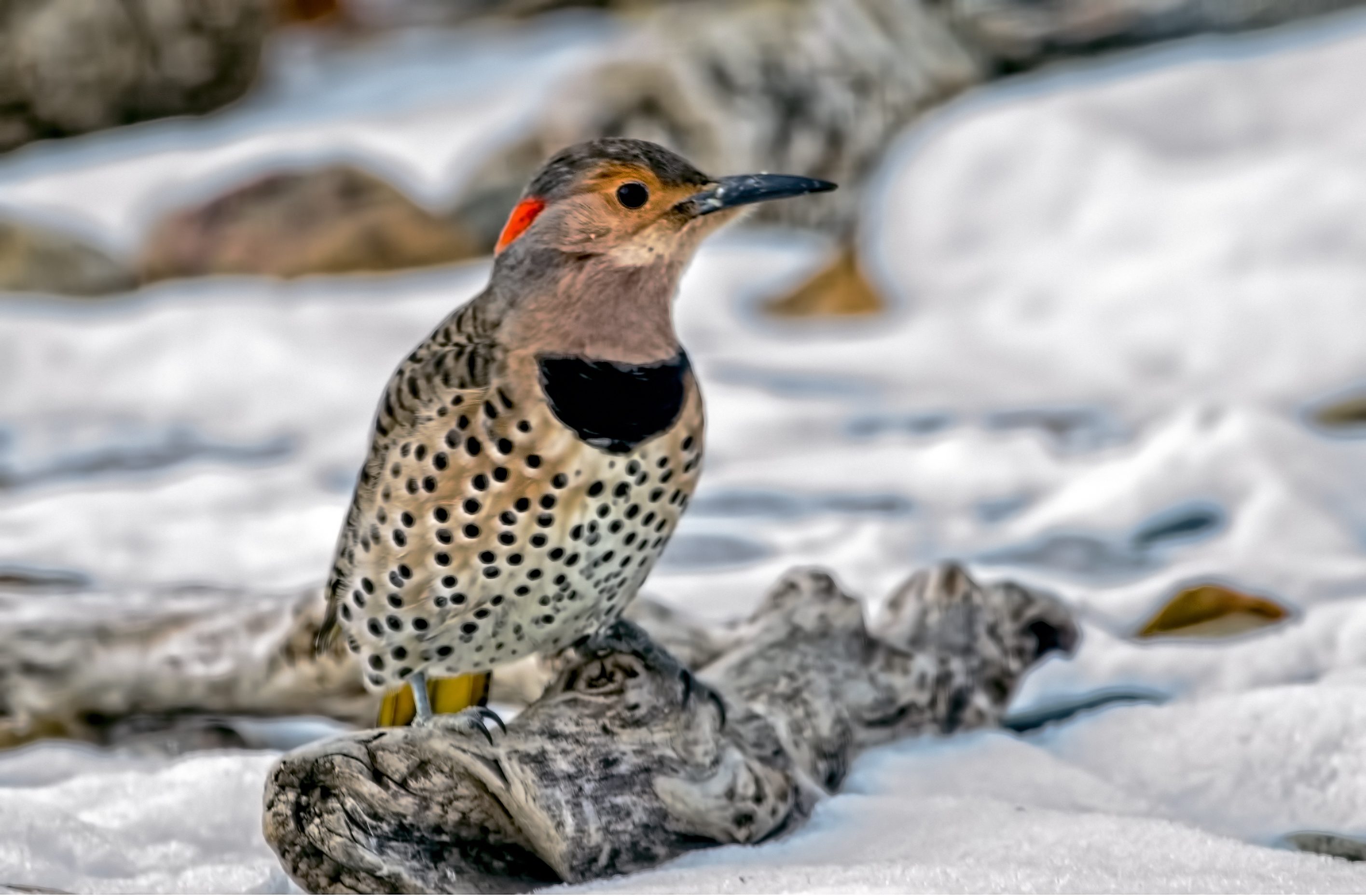 Northern Flicker - Birds and Blooms