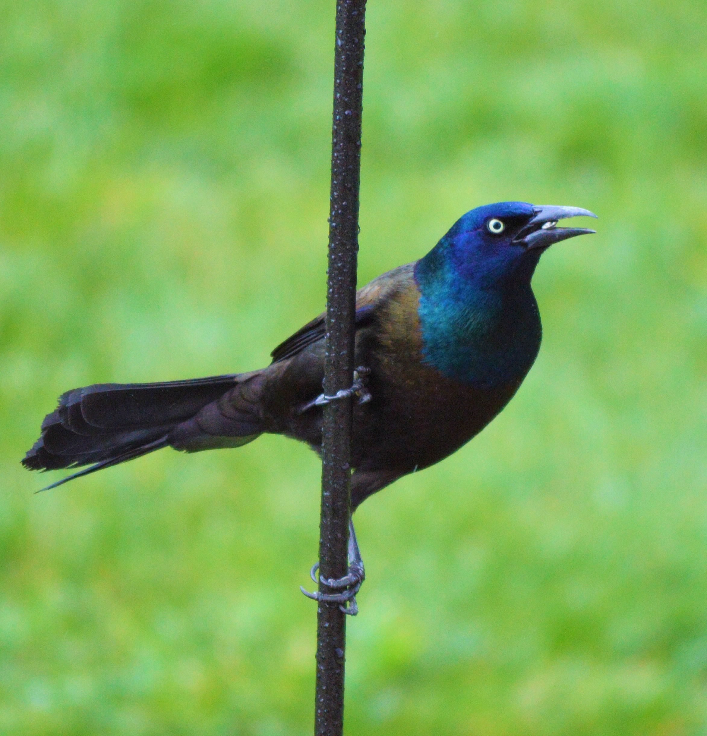 Grackle enjoying seed Birds and Blooms