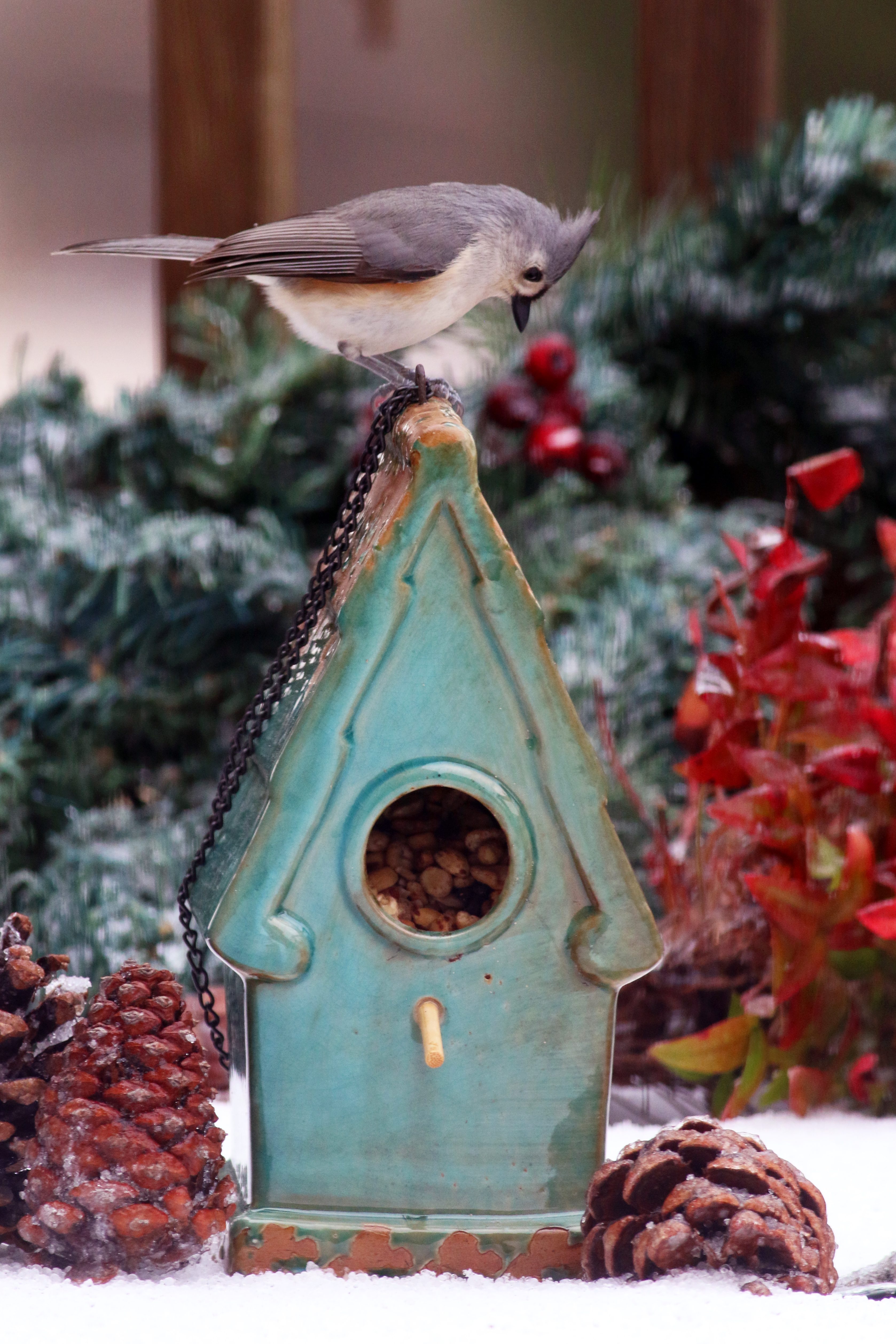 tufted-titmouse-on-food-house-birds-and-blooms