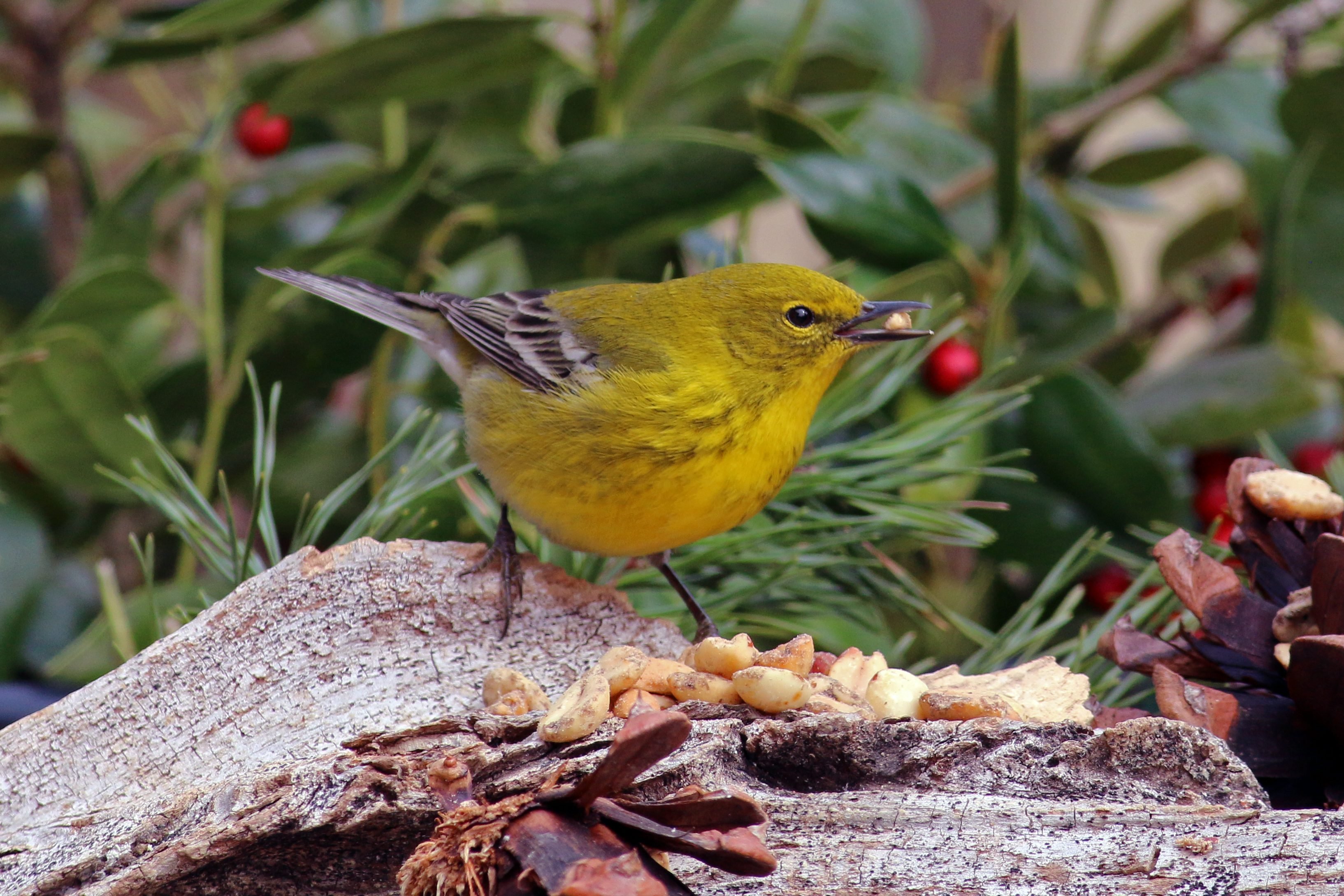 Pine Warbler - Birds and Blooms