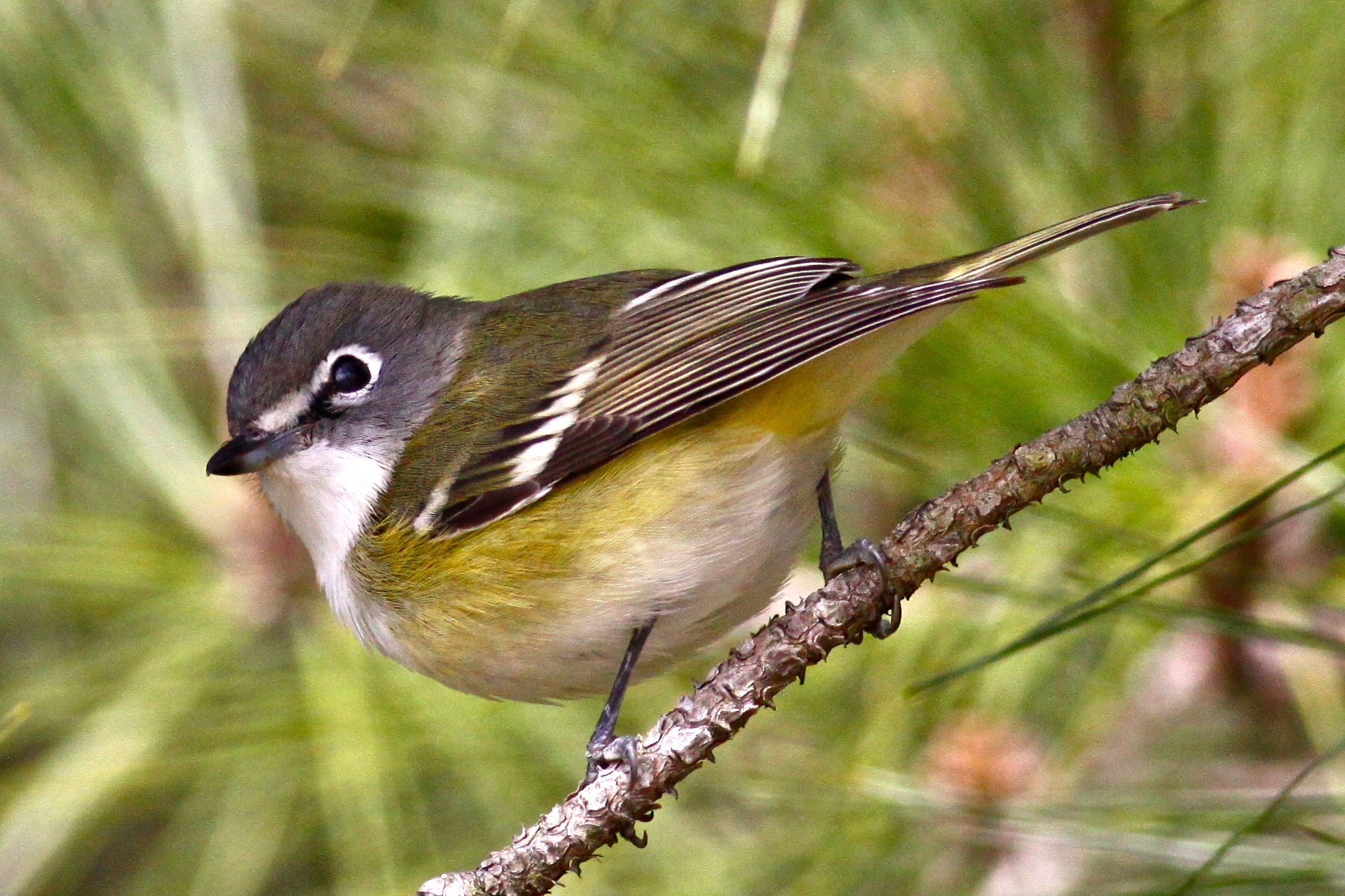 Blue-headed Vireo - Birds and Blooms