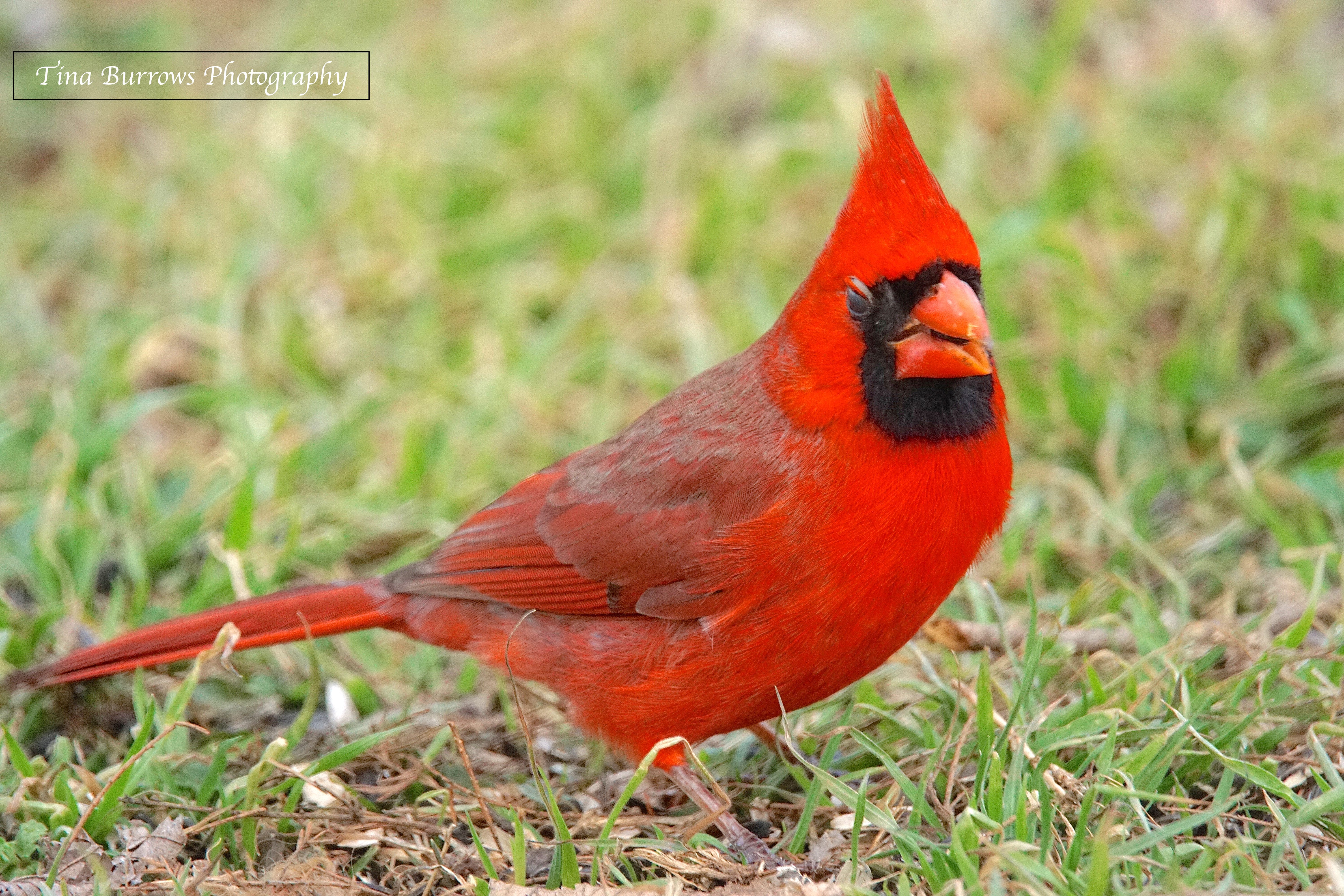 What Is The Classification Of A Cardinal Ouestny