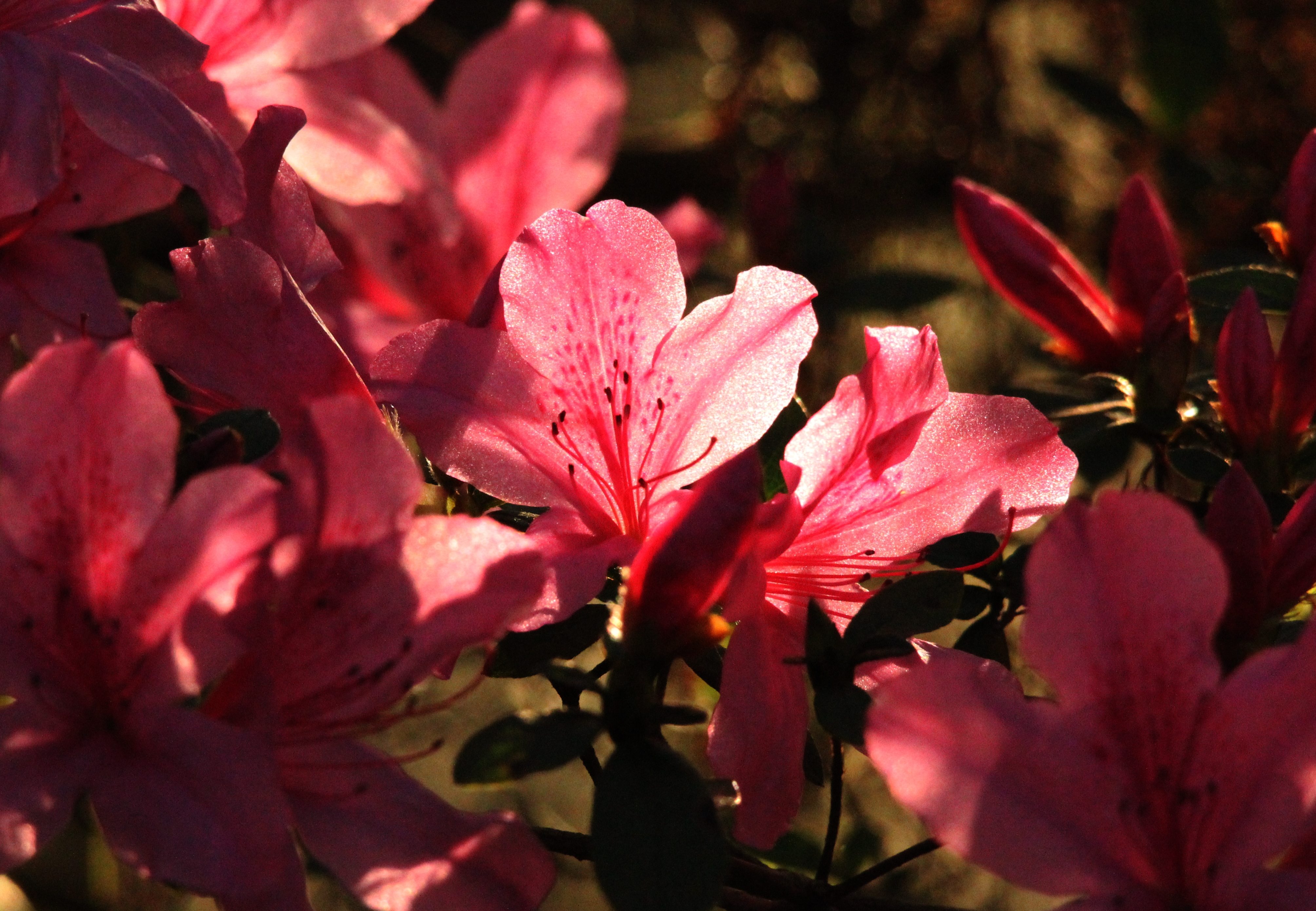 Azaleas - Birds and Blooms