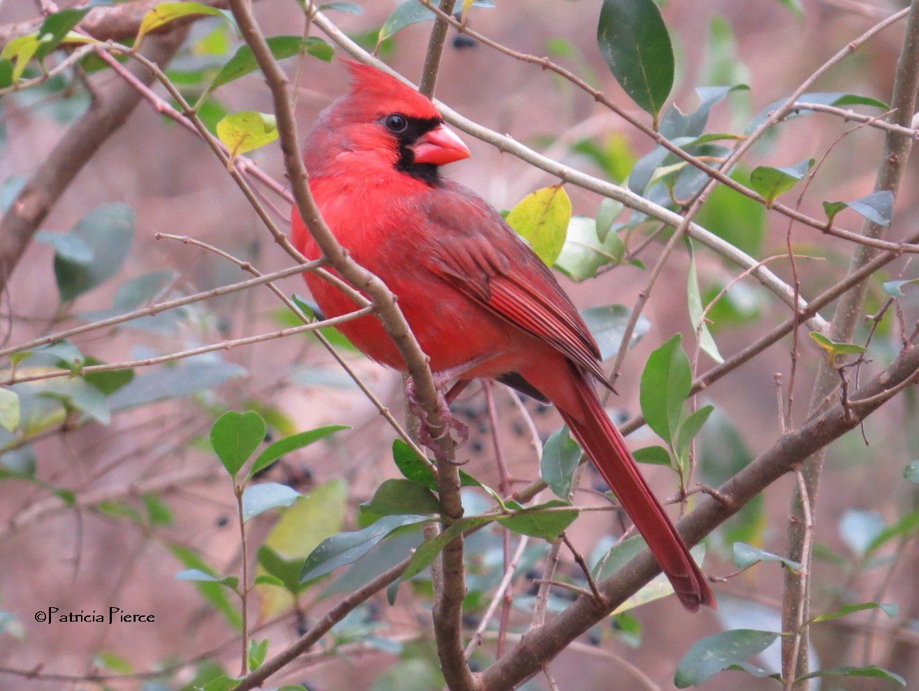 Northern Male Cardinal Birds and Blooms