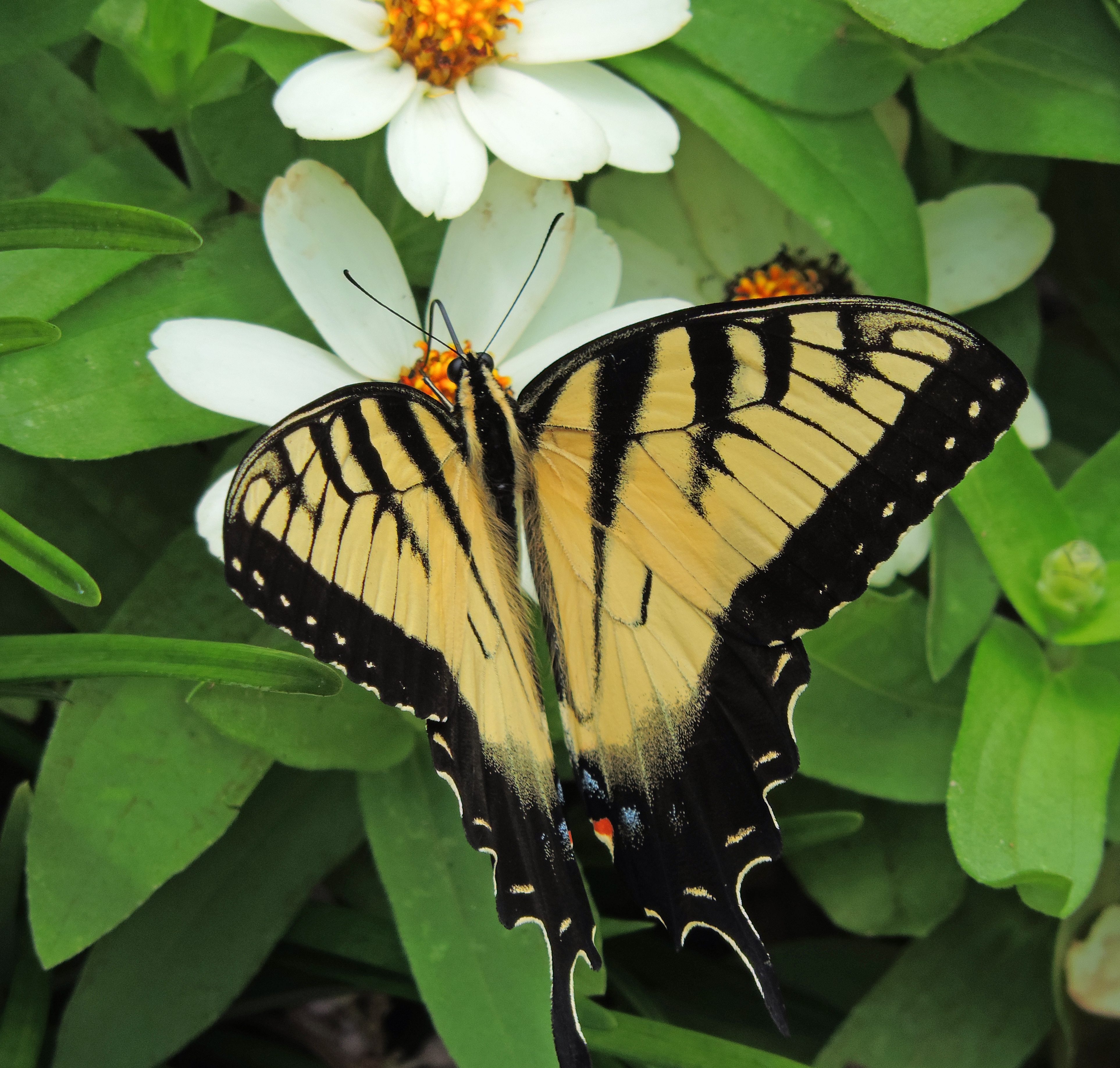 Eastern Swallowtail - Birds and Blooms