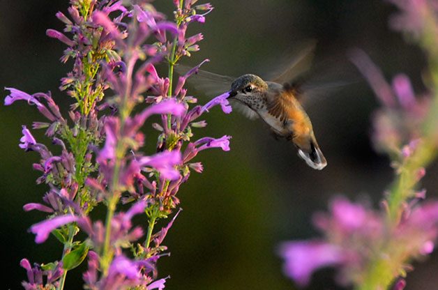 Go See Hummingbirds in Sedona | Birding Hotspot - Birds & Blooms