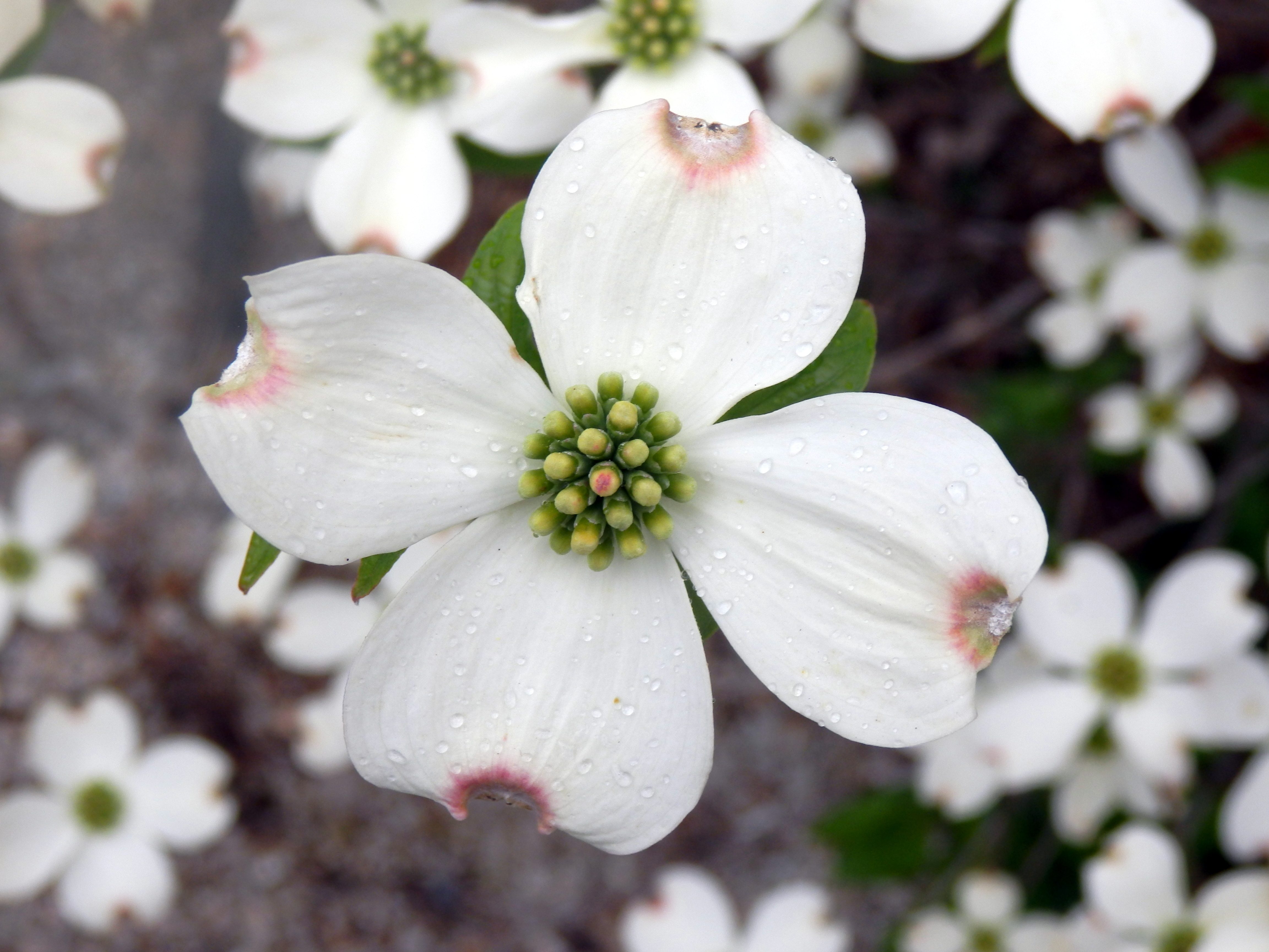 How To Make A Dogwood Tree Bloom at Francis Pruitt blog