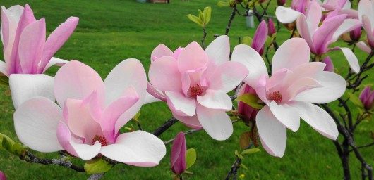 Magnolia - Birds and Blooms