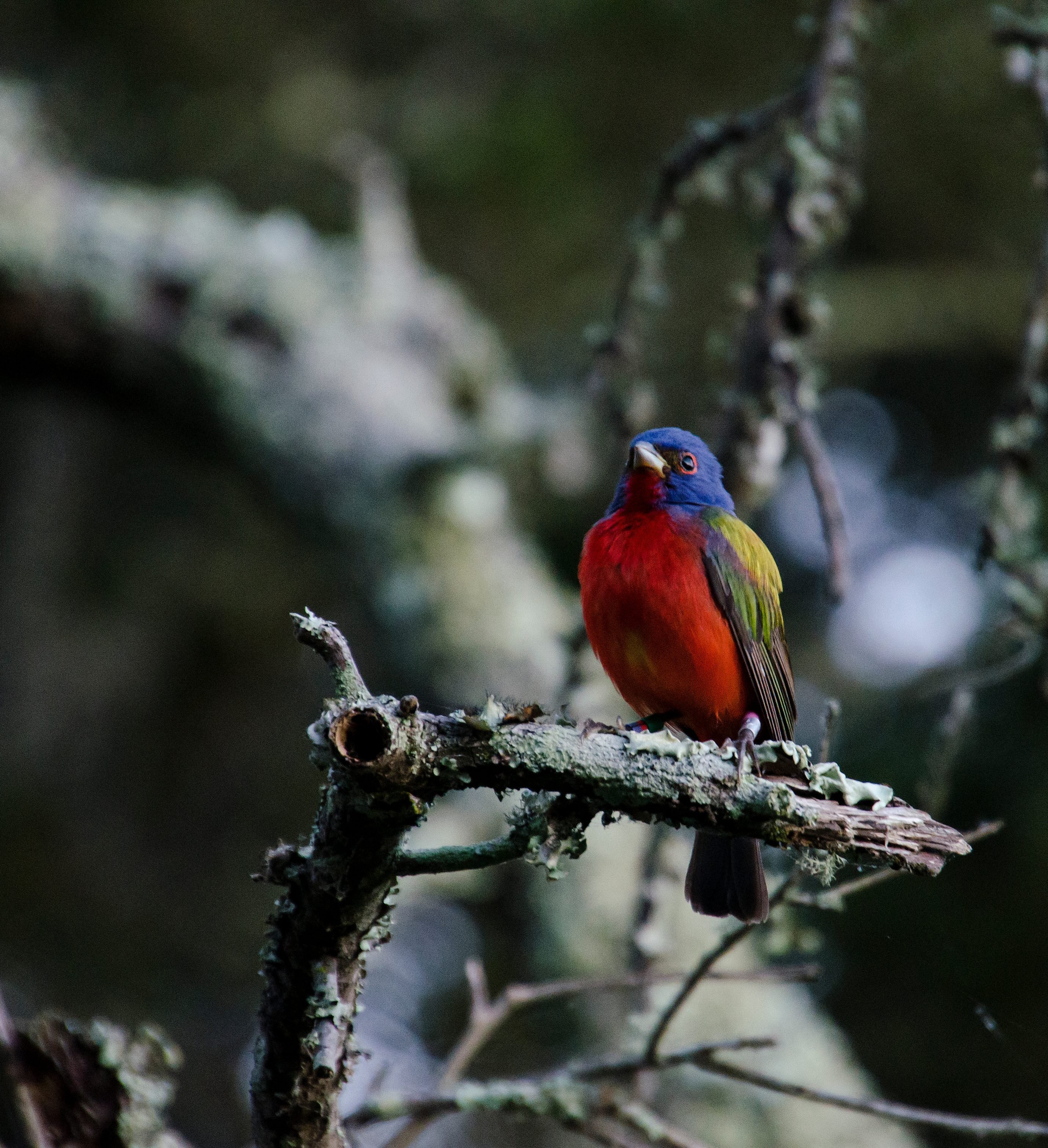 Painted Bunting Birds and Blooms