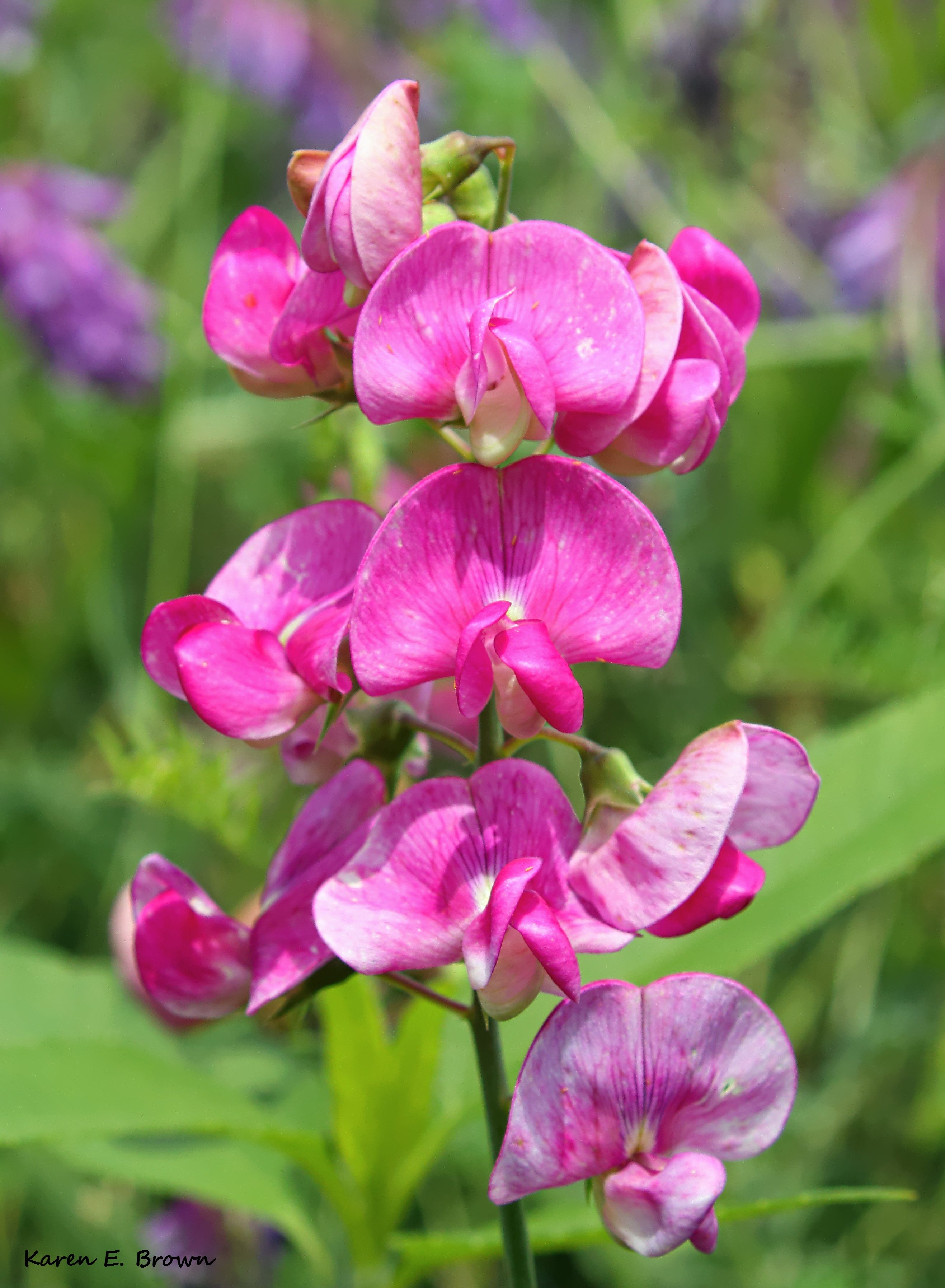 Sweet Pea - Birds and Blooms