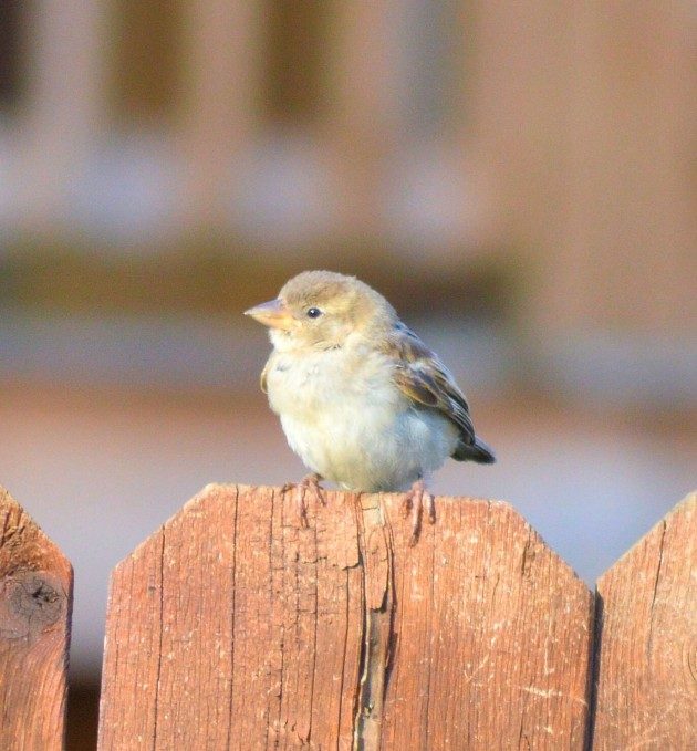 Baby House Sparrow - Birds and Blooms