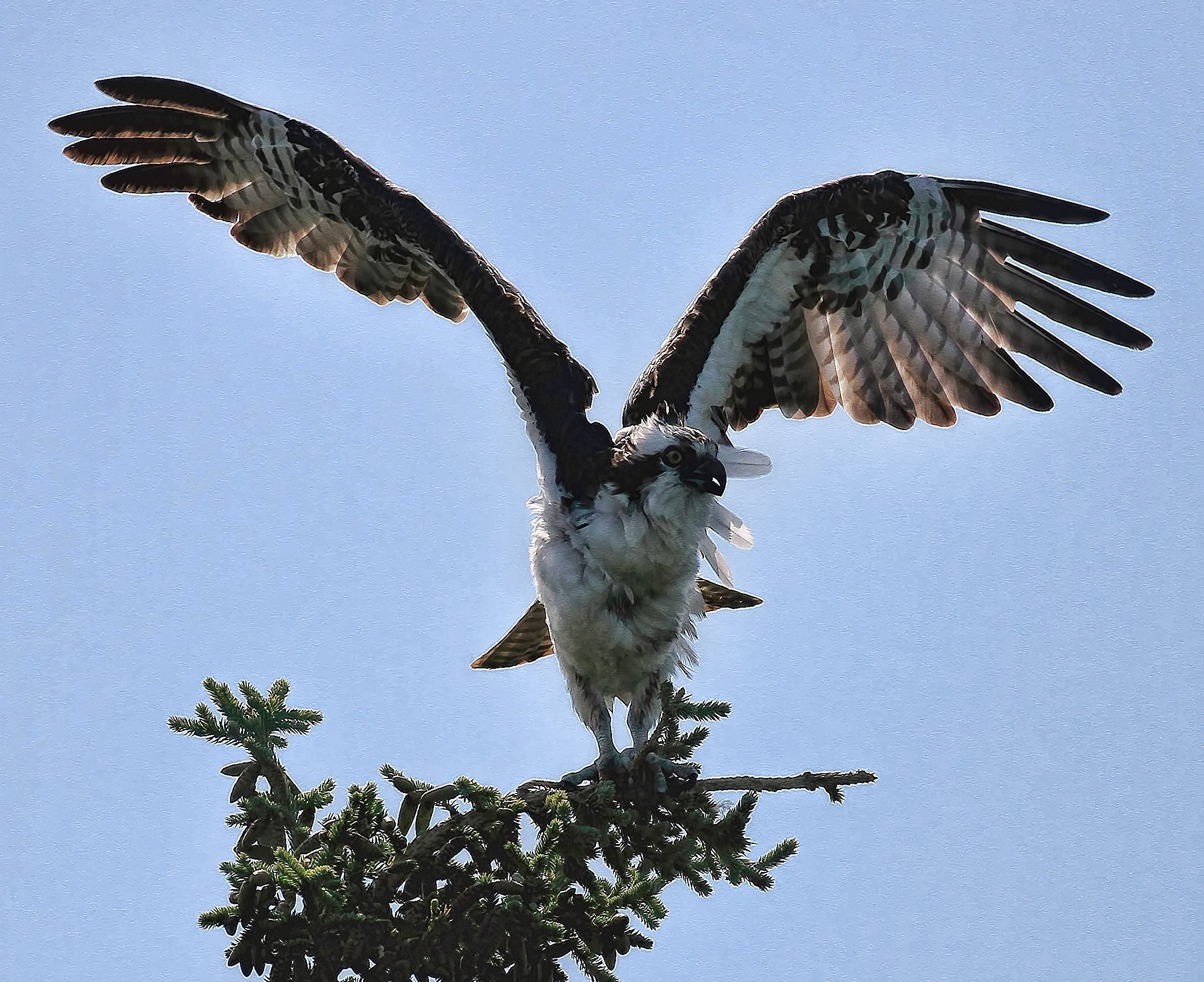 osprey bird sound