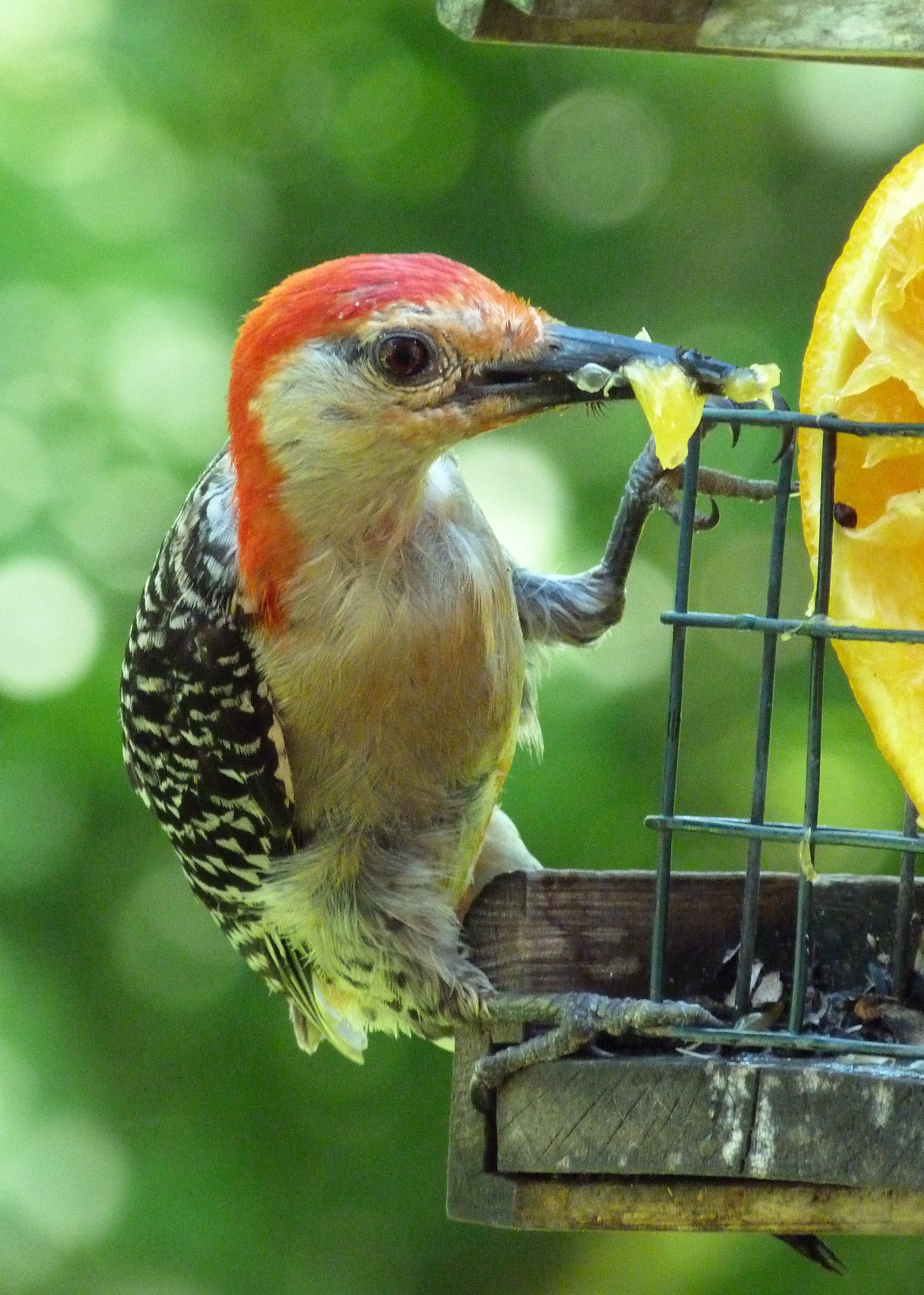 Male Red Bellied Woodpecker - Birds and Blooms