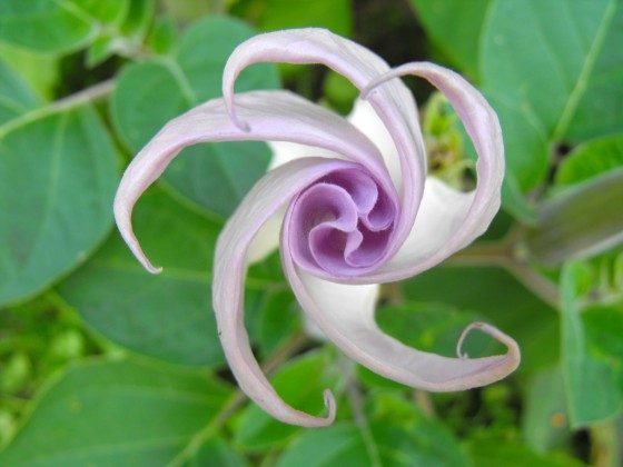 Moon Lily (Datura) - Birds and Blooms