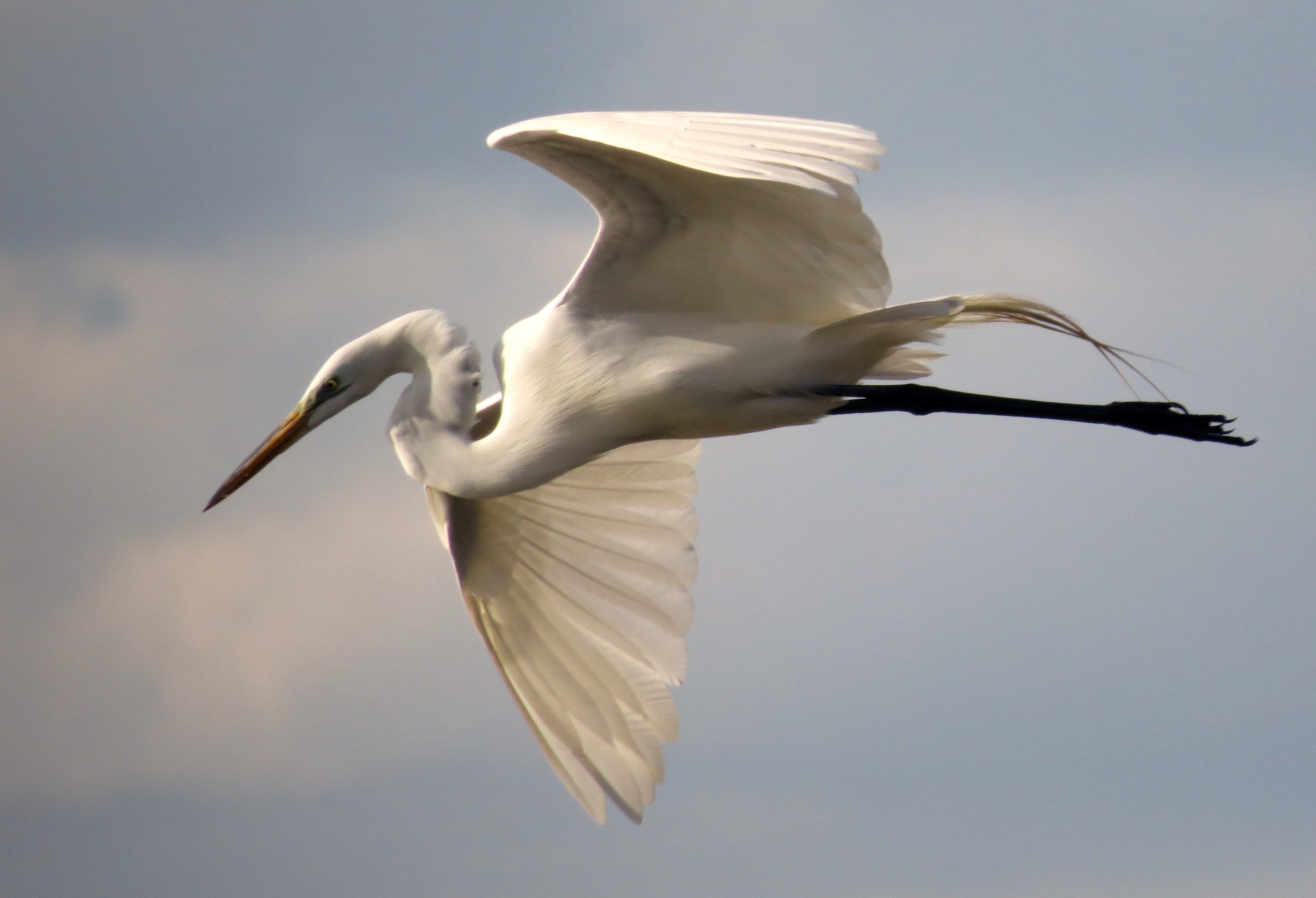 White Egret in Flight - Birds and Blooms