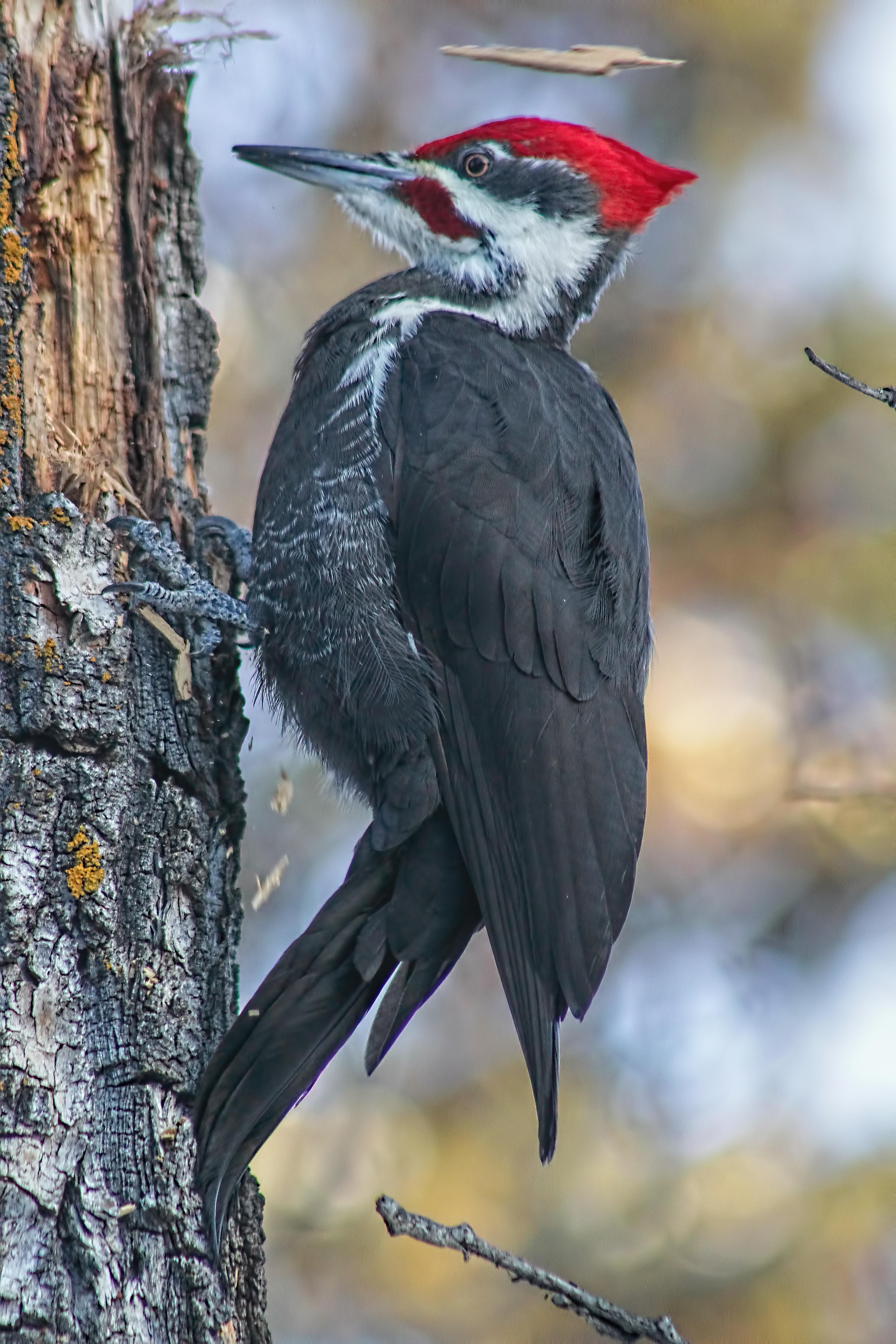 Pileated Woodpecker - Birds and Blooms