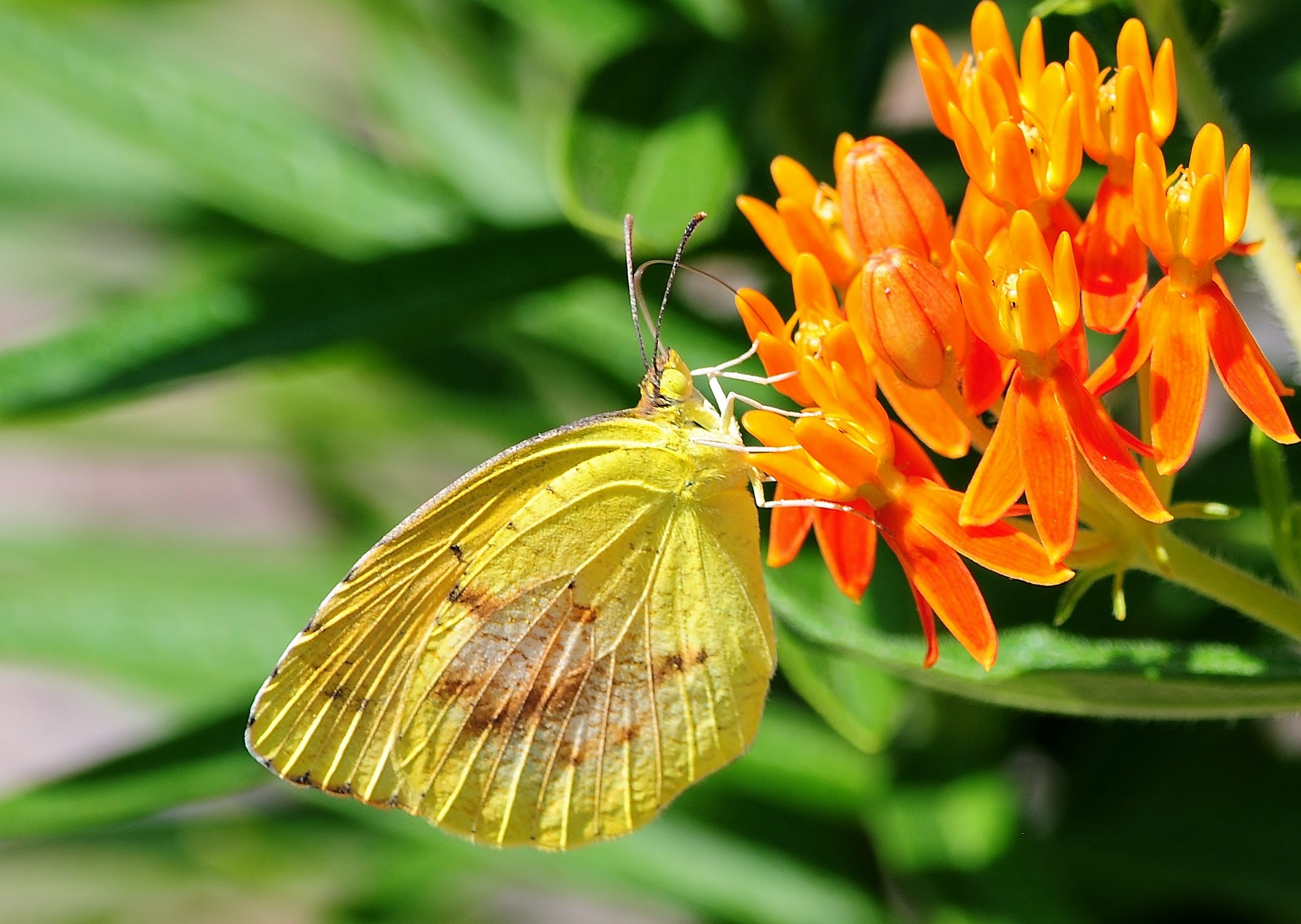 Sleepy Orange Sulphur on Orange Butterfly Weed - Birds and Blooms