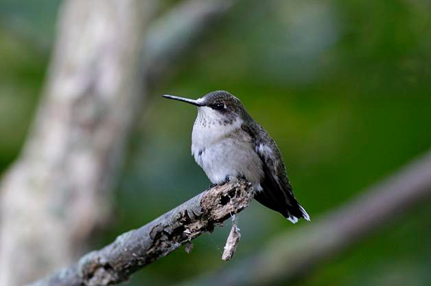 Attracting Hummingbirds When To Put You Re Feeders Away