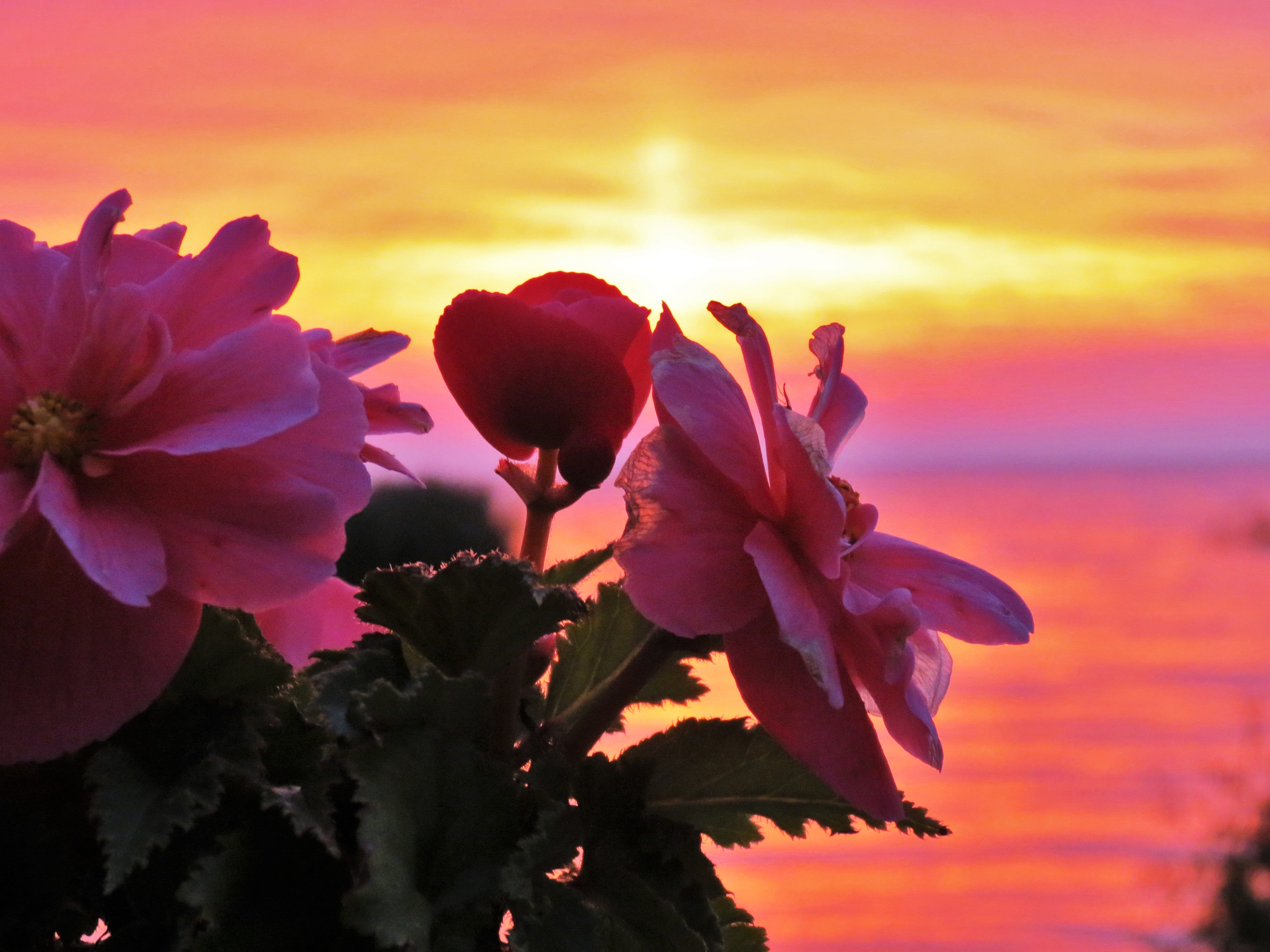 Flowers at Sunrise Birds and Blooms