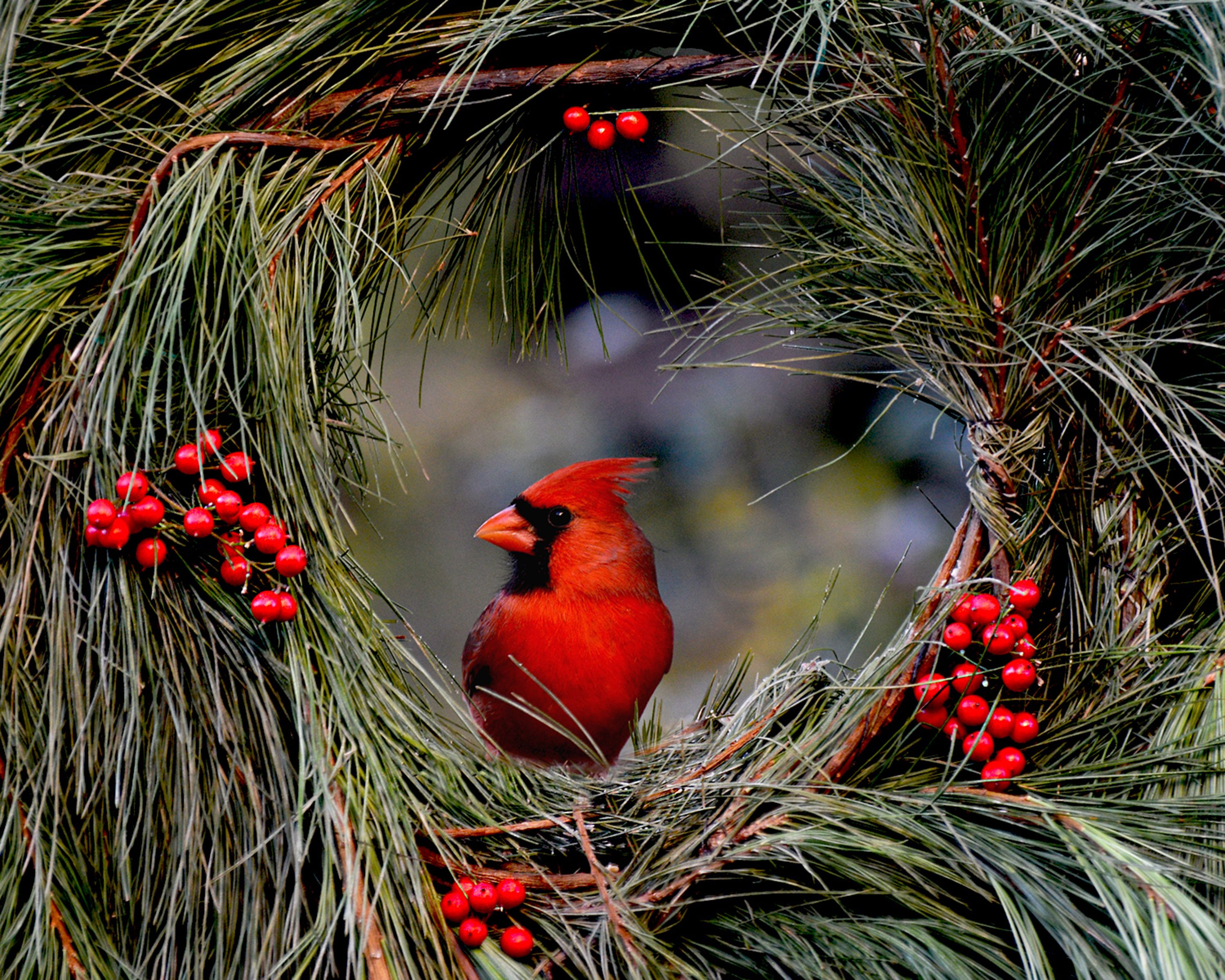 The Holiday Wreath - Birds and Blooms