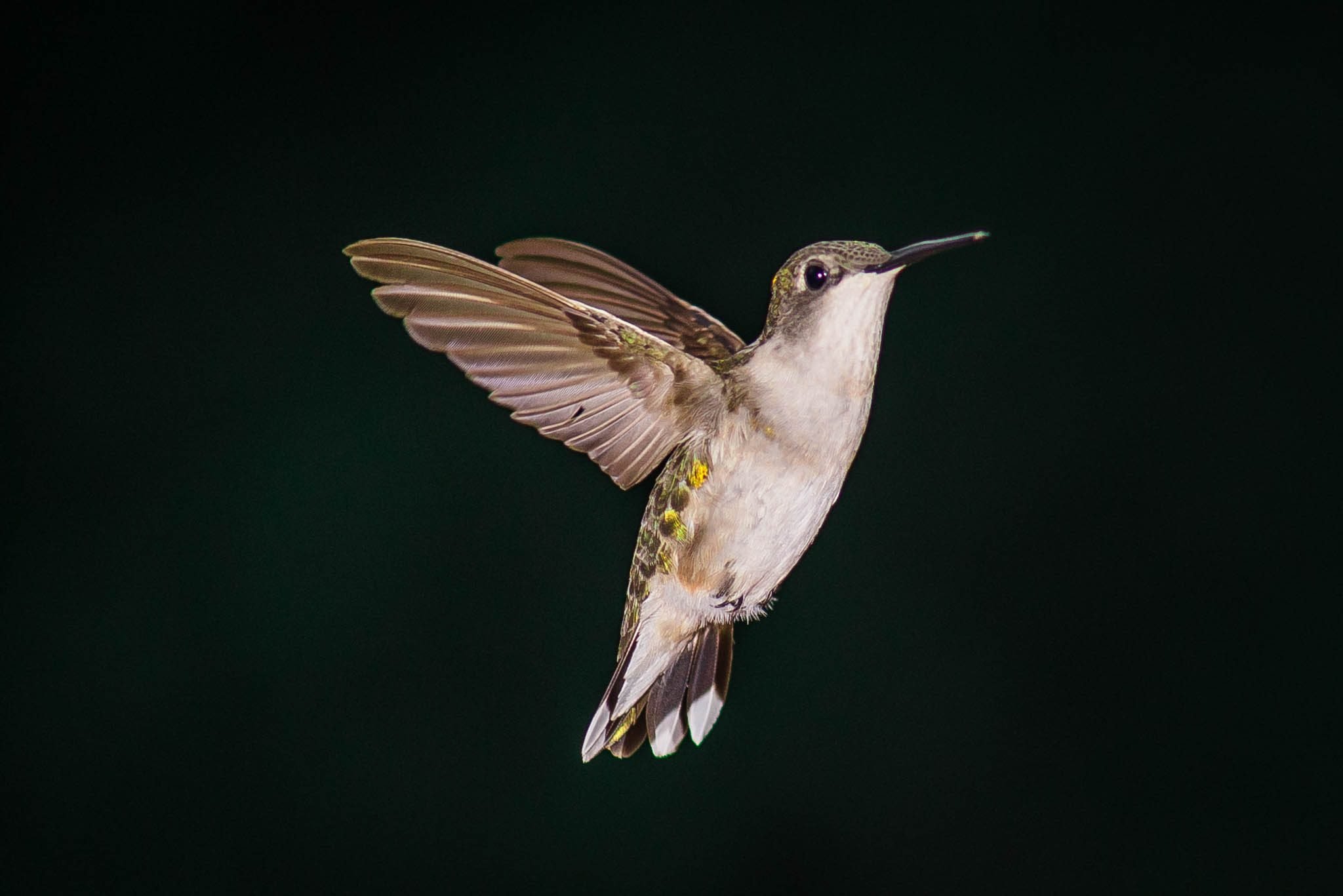 Birds And Blooms Hummingbird Photo Contest at Timothy Griffith blog