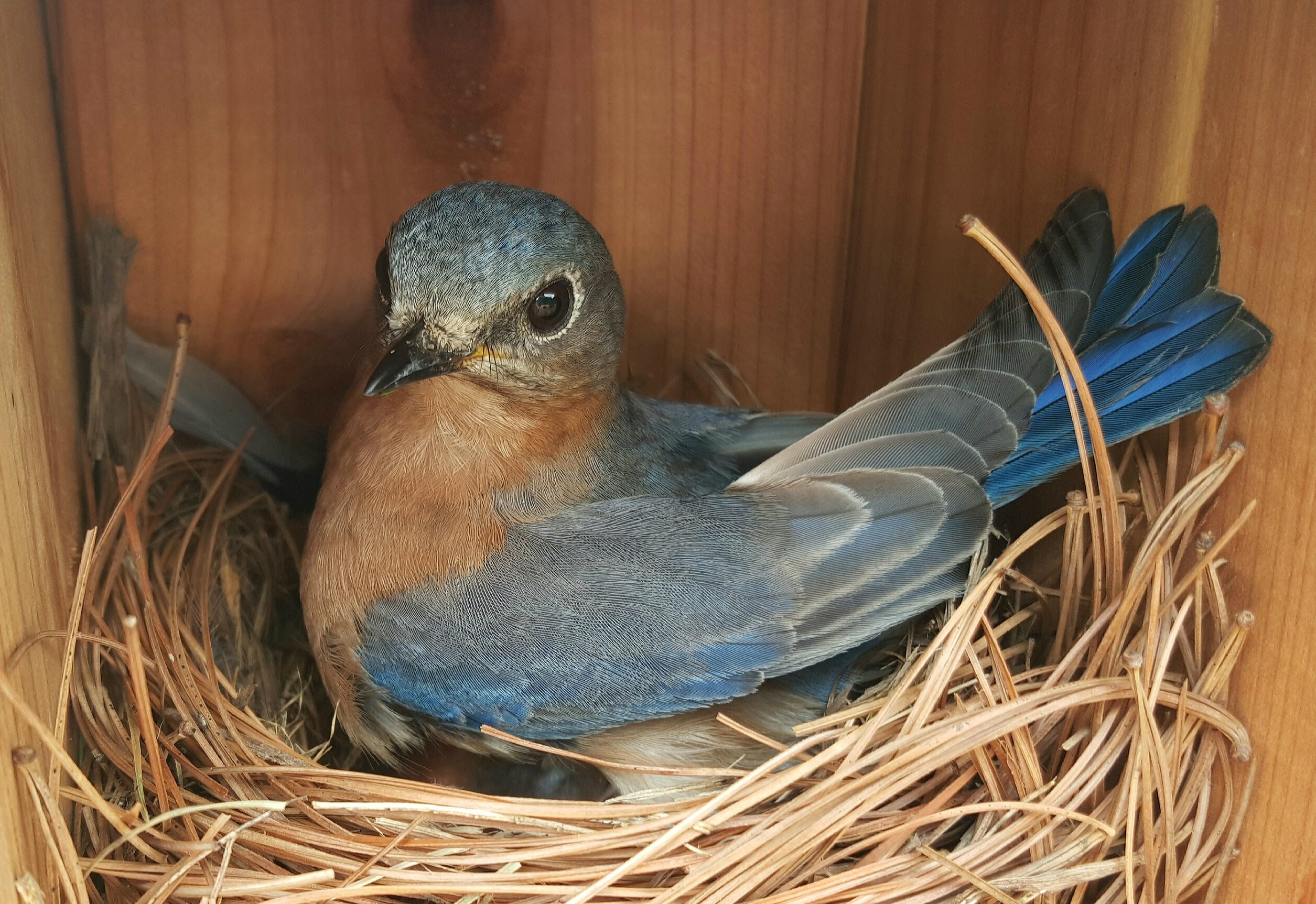 Proud Bluebird Momma - Birds and Blooms