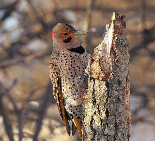 Northern Flicker - Birds and Blooms