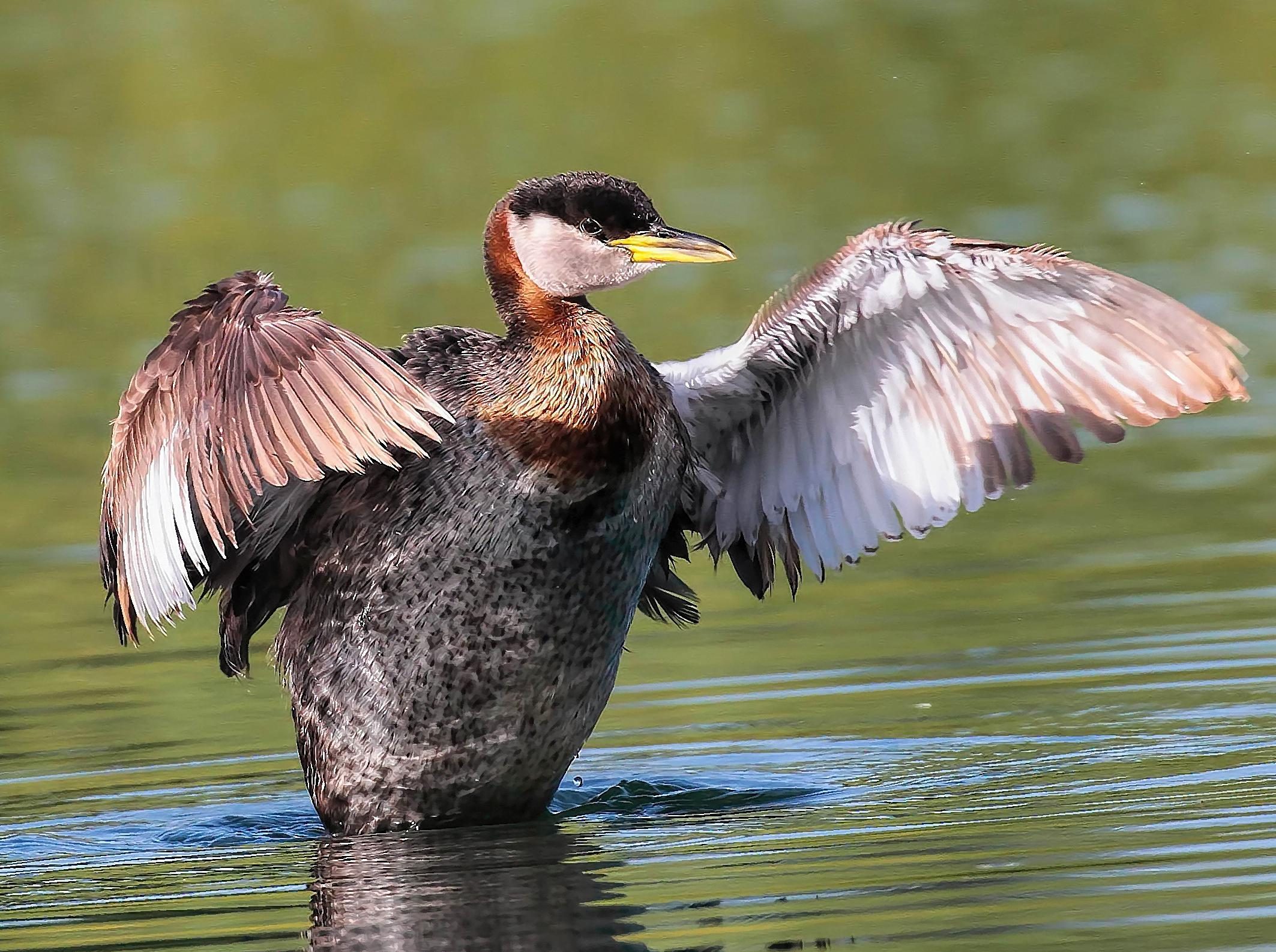 Red-necked Grebe - Birds and Blooms