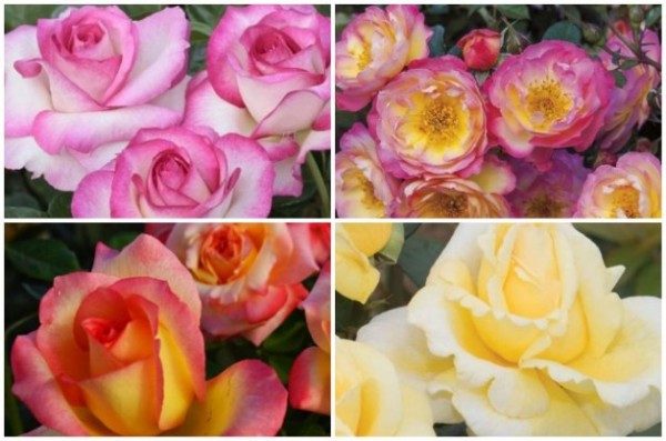 5 New Roses For 2016 Flower Gardening