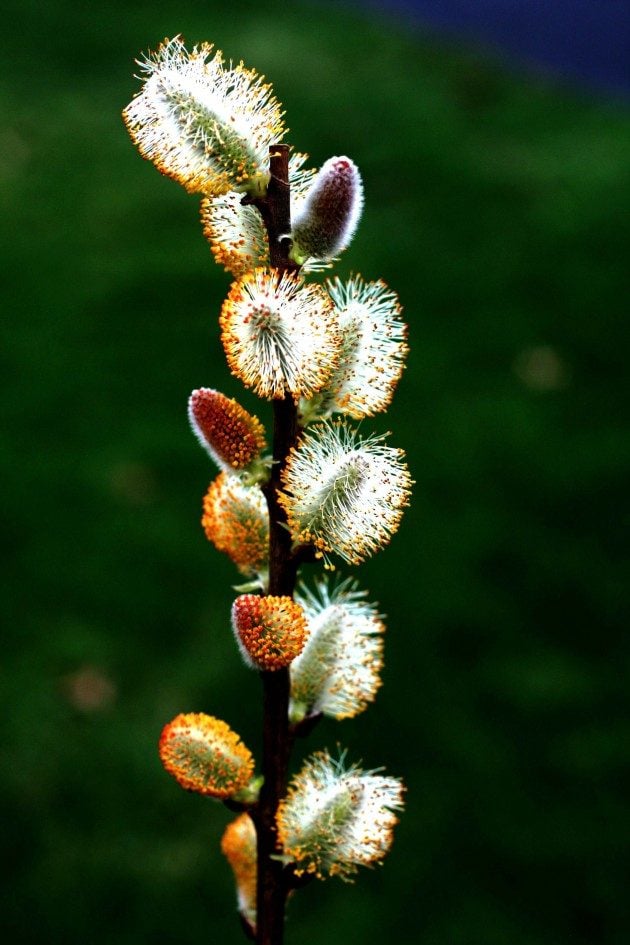 Pussy Willow Welcomes Spring - Birds and Blooms