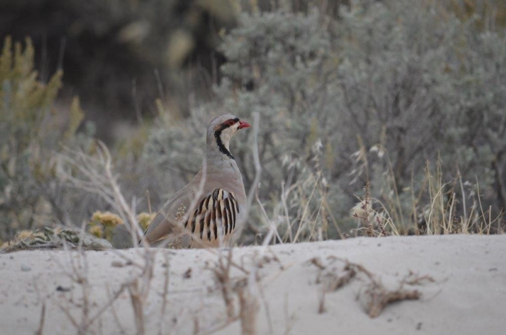 Chukar on The Great Salt Lake in Utah Birds and Blooms