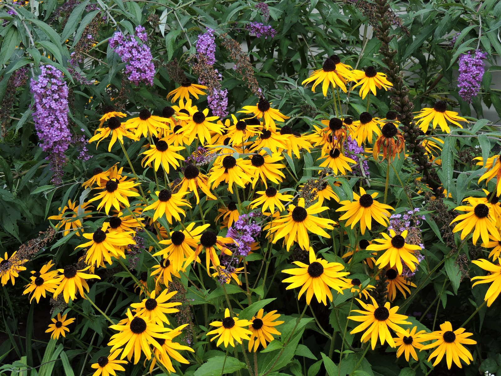 brown eyed susans Birds and Blooms