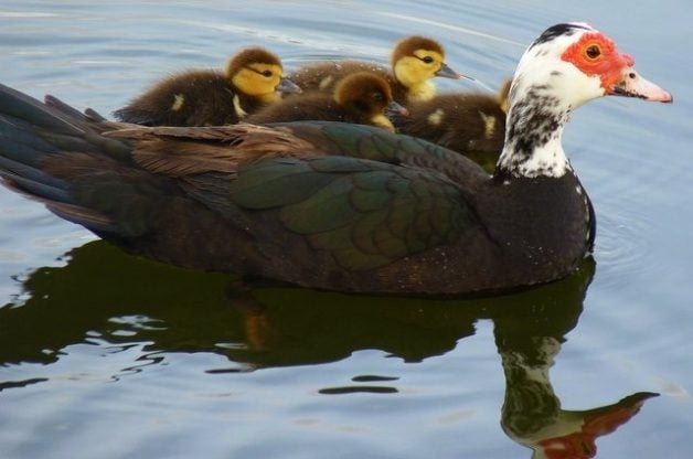 Muscovy-Ducks-Ducklings.jpg